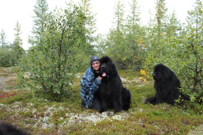 Фото: Елена Кузьмина, ньюфаундленд King of Helluland You Shock Me
