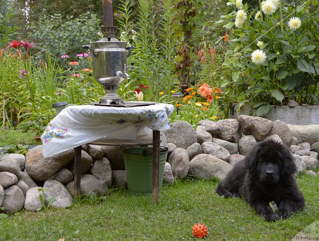 Фото: ньюфаундленд Смигар Юнгфрау Юлиана (Smigar Yungfrau Yuliana)