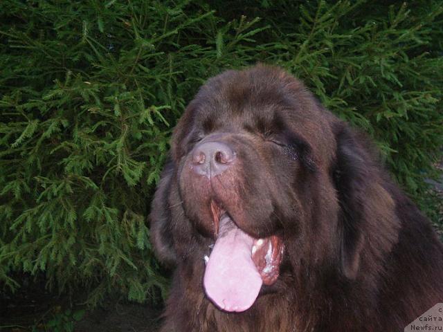 Фото: ньюфаундленд Супер Премиум Брабус