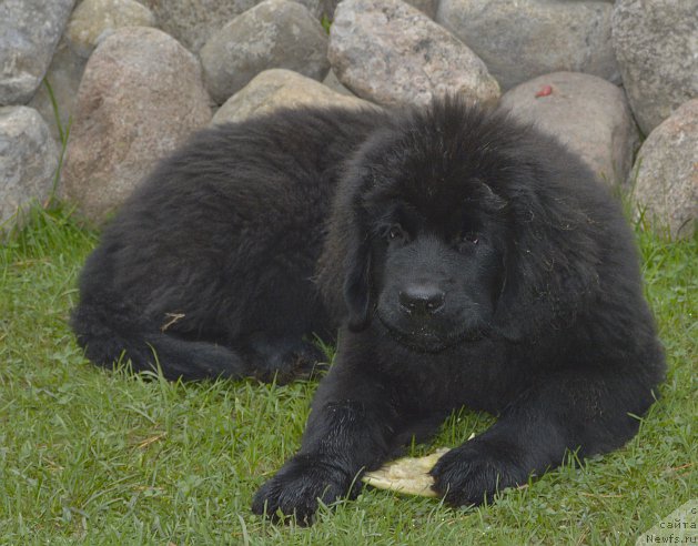 Фото: ньюфаундленд Смигар Юнгфрау Юлиана (Smigar Yungfrau Yuliana)