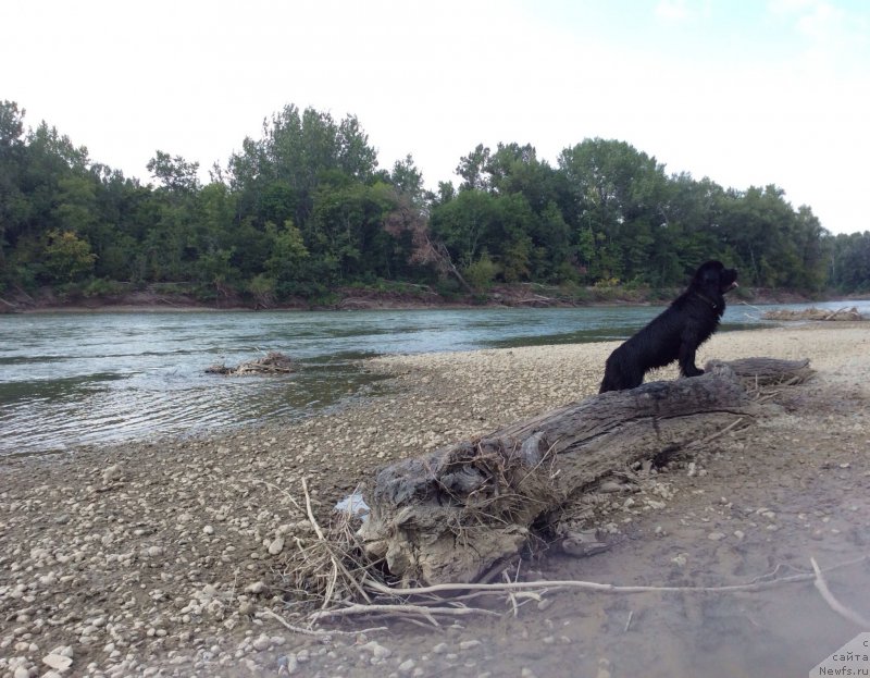 Фото: ньюфаундленд Басня с Берега Дона (Basnja s Berega Dona)