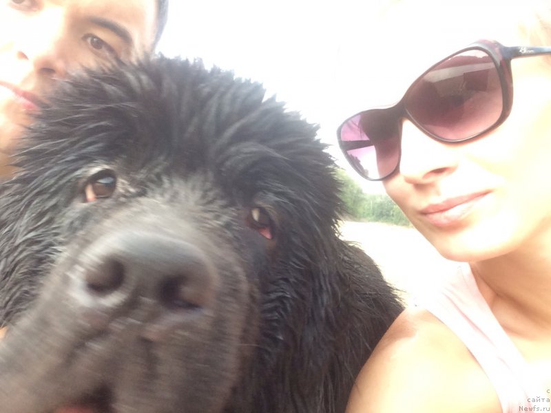 Фото: ньюфаундленд Басня с Берега Дона (Basnja s Berega Dona), Татьяна Агишева, Эльдар