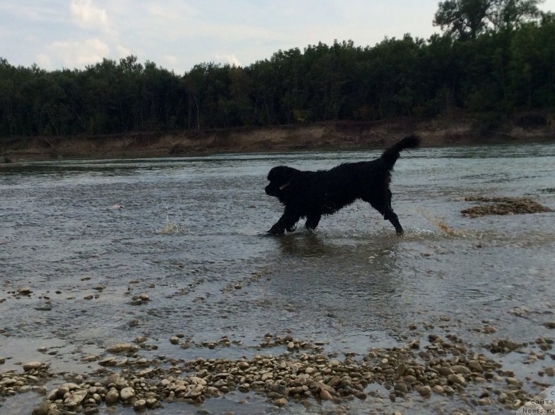 Фото: ньюфаундленд Басня с Берега Дона (Basnja s Berega Dona)