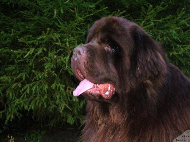 Фото: ньюфаундленд Супер Премиум Брабус