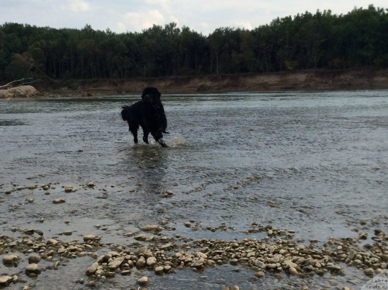 Фото: ньюфаундленд Басня с Берега Дона (Basnja s Berega Dona)