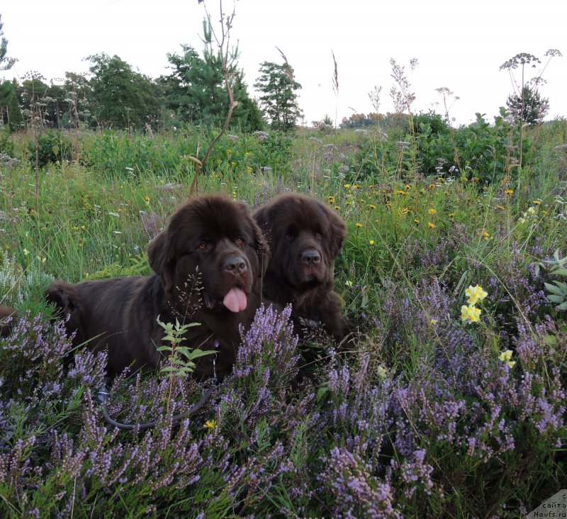 Фото: ньюфаундленд Фанньюф Аурика Абиссиния, ньюфаундленд Акватория Келвин Хизер Хани (Aquatoriya Kelvin Heather Honey)