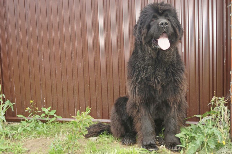 Фото: ньюфаундленд Эльбрус из Антаграда