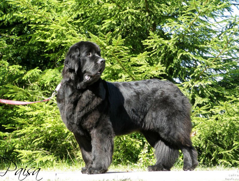 Фото: ньюфаундленд Черная Мафия Маубе Ше Вилл (Chernaya Mafia Maybe She Will)