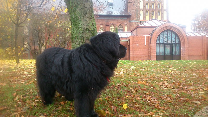 Фото: ньюфаундленд Супер Премиум Бумер