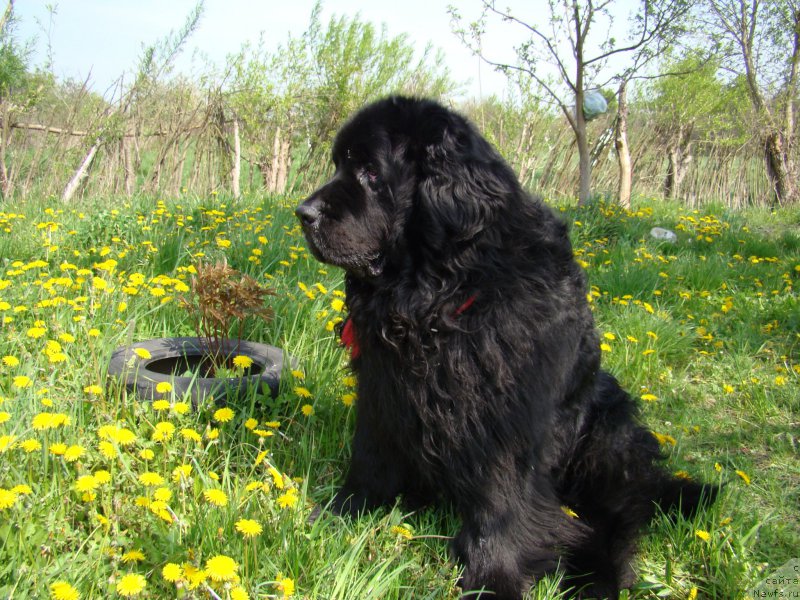 Фото: ньюфаундленд Супер Премиум Бумер