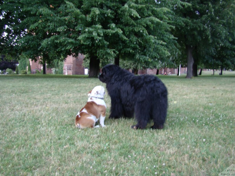 Фото: ньюфаундленд Супер Премиум Бумер