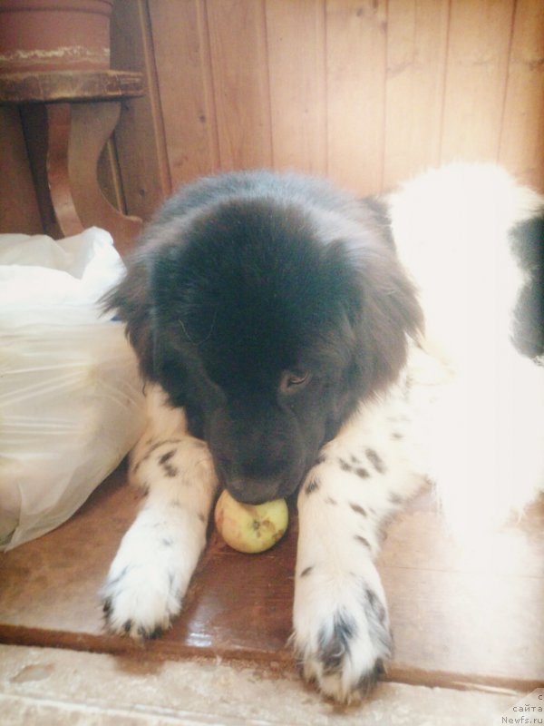 Фото: ньюфаундленд Сент Джонс Прима де Феролли