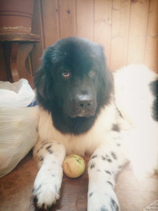 Фото: ньюфаундленд Сент Джонс Прима де Феролли