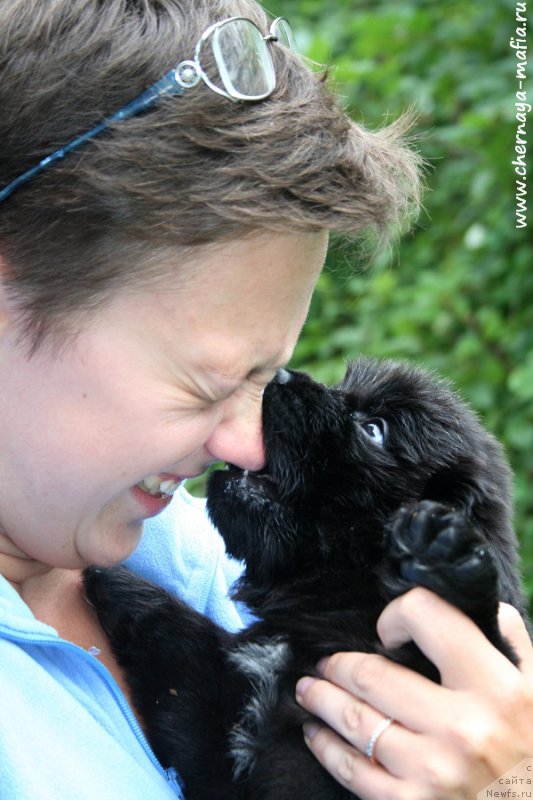 Фото: ньюфаундленд Черная Мафия Асе ин тхе Холе (Chernaya Mafia Ace in the Hole), Ольга Соболева