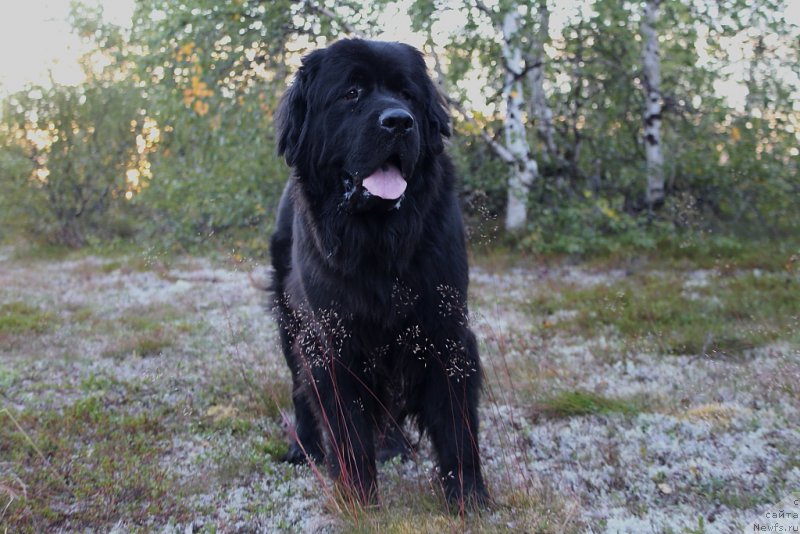 Фото: ньюфаундленд Бригантина Глори Океан