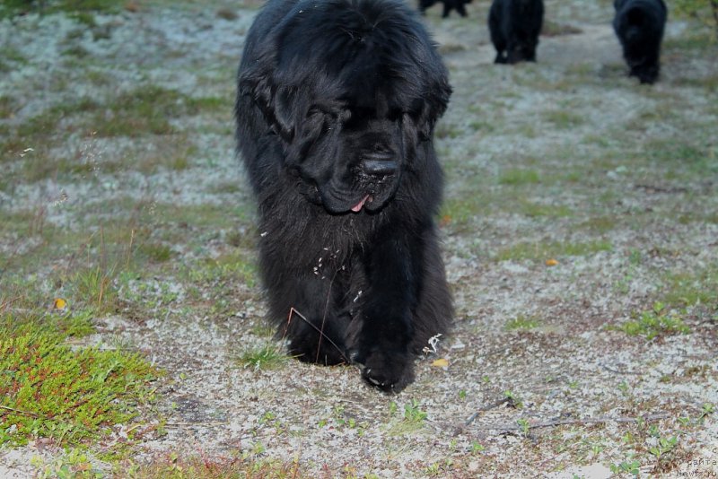 Фотография № 189215