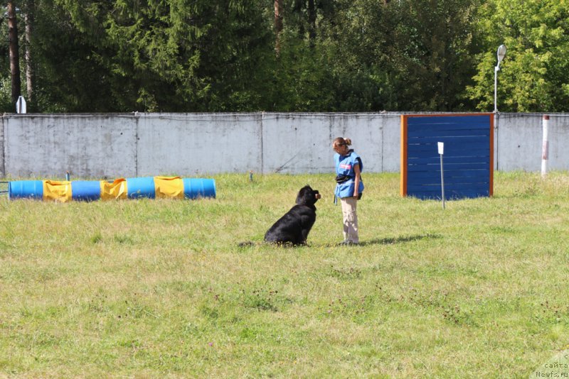 Фото: Антонина Чигвинцева, ньюфаундленд Топтыжка Галатея Морская Нереида (Toptyzhka Galatea Morskaya Nereida)