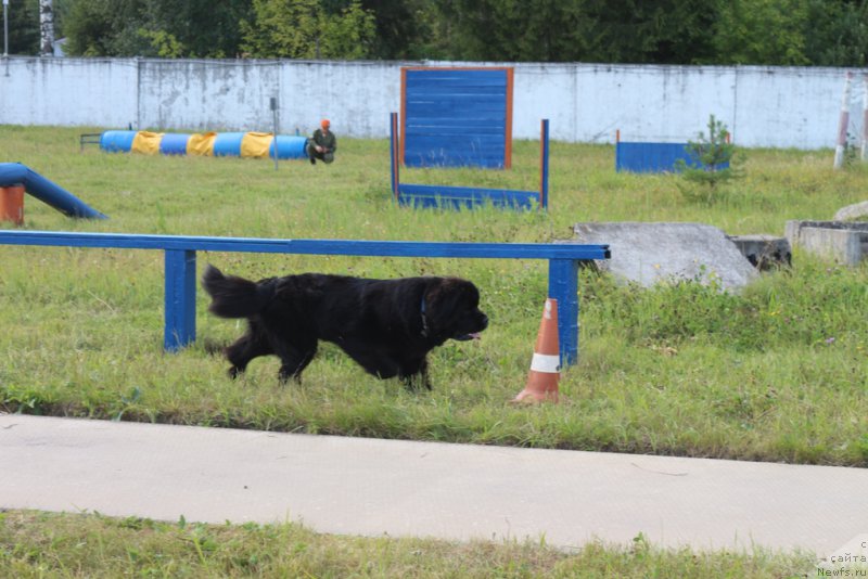 Фото: ньюфаундленд Бегущая по Волнам Фогет Ми Нот