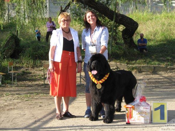 Фото: ньюфаундленд Смигар Иеремия Ивент Магик (Smigar Ieremiya Ivent Magik)