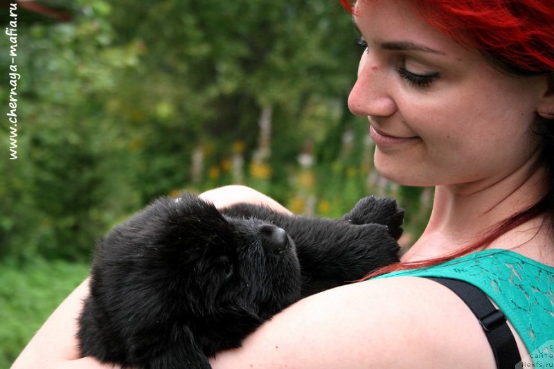 Фото: ньюфаундленд Черная Мафия Абове анд Беуонд (Chernaya Mafia Above and Beyond)