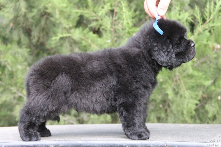 Фото: ньюфаундленд Жюстин с Берега Дона (Zhustin s Berega Dona)