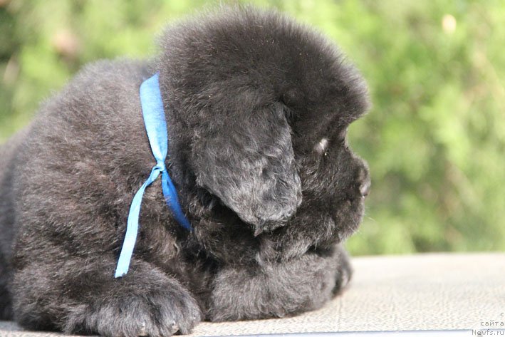 Фото: ньюфаундленд Жюстин с Берега Дона (Zhustin s Berega Dona)