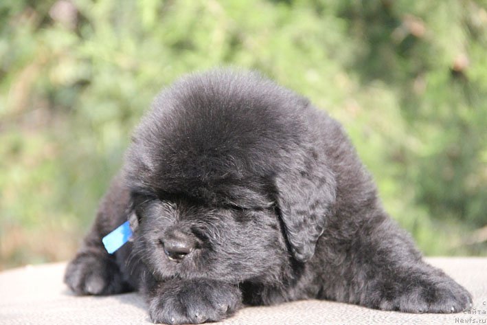 Фото: ньюфаундленд Жюстин с Берега Дона (Zhustin s Berega Dona)