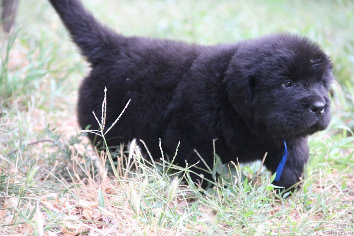 Фото: ньюфаундленд Жюстин с Берега Дона (Zhustin s Berega Dona)