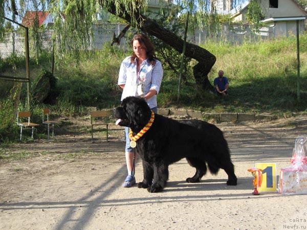 Фото: ньюфаундленд Смигар Иеремия Ивент Магик (Smigar Ieremiya Ivent Magik)