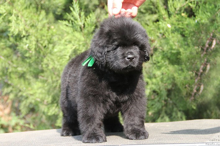 Фото: ньюфаундленд Жермен с Берега Дона (Zhermen s Berega Dona)