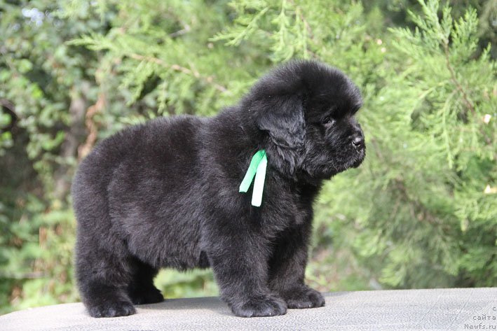 Фото: ньюфаундленд Жермен с Берега Дона (Zhermen s Berega Dona)