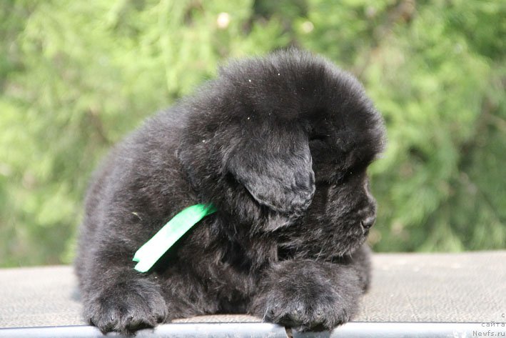 Фото: ньюфаундленд Жермен с Берега Дона (Zhermen s Berega Dona)