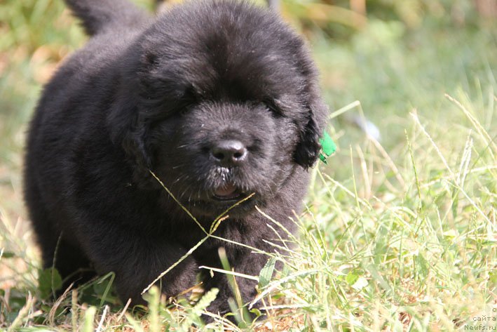 Фото: ньюфаундленд Жермен с Берега Дона (Zhermen s Berega Dona)