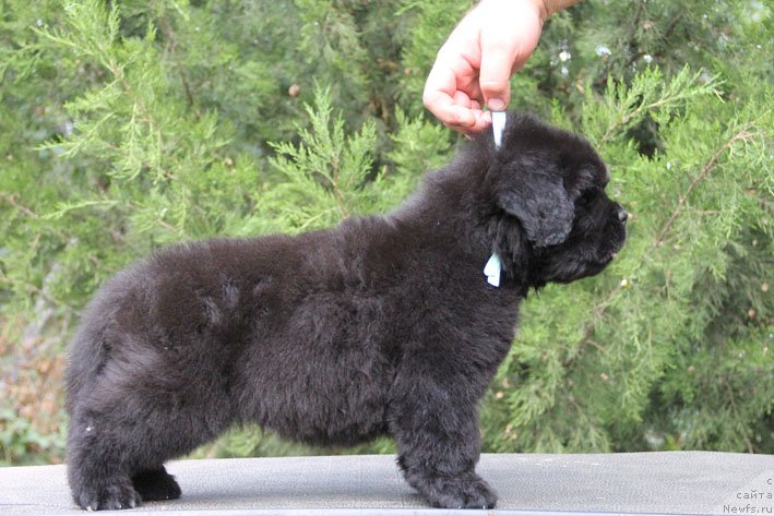 Фото: ньюфаундленд Жорж с Берега Дона (Zhorzh s Berega Dona)