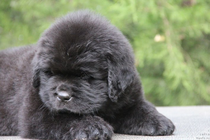 Фото: ньюфаундленд Жорж с Берега Дона (Zhorzh s Berega Dona)