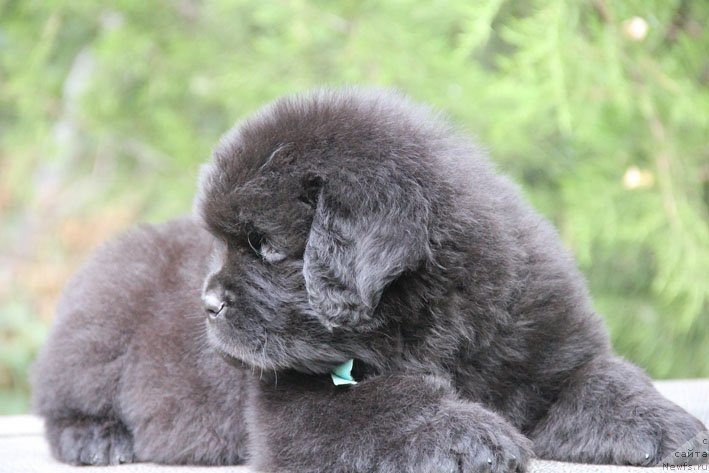 Фото: ньюфаундленд Жорж с Берега Дона (Zhorzh s Berega Dona)