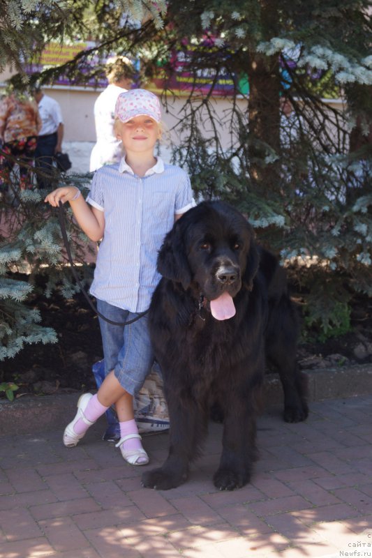 Фото: ньюфаундленд Черная Мафия Маке Тхе Мост оф Нов (Chernaya Mafia Make the Most of Now)