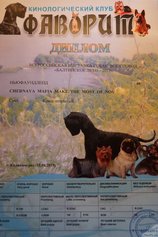 Фото: ньюфаундленд Черная Мафия Маке Тхе Мост оф Нов (Chernaya Mafia Make the Most of Now)