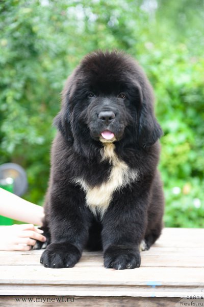 Фотография № 189285