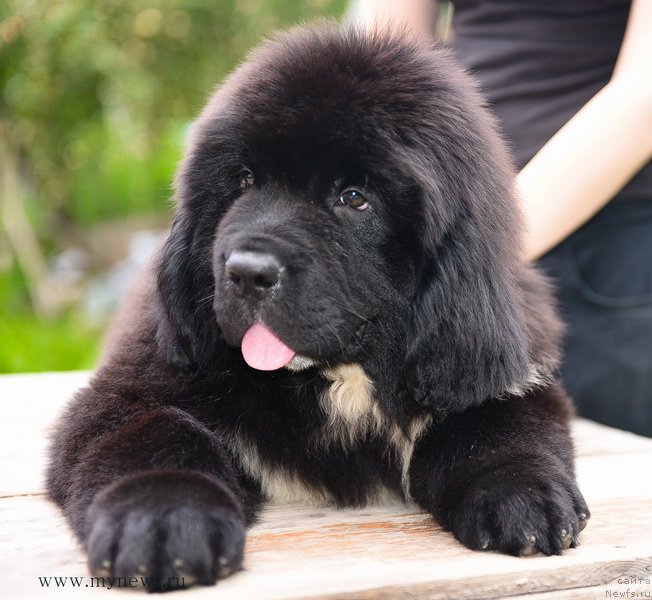 Фотография № 189291