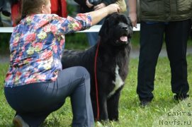 Фото: ньюфаундленд Томская Тайга из Тихого Омута