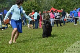 Фото: ньюфаундленд Их Высочество Виола Жанмоника (Ih Visochestvo Viola Zhanmonika)