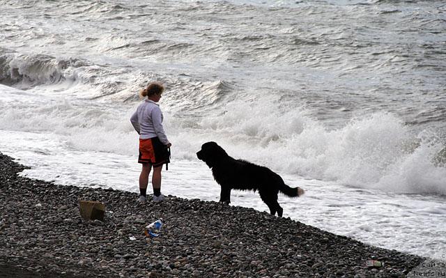 Фото: ньюфаундленд Питерньюф Жить Хорошо (Piternyuf Zhit' Horosho), Светик