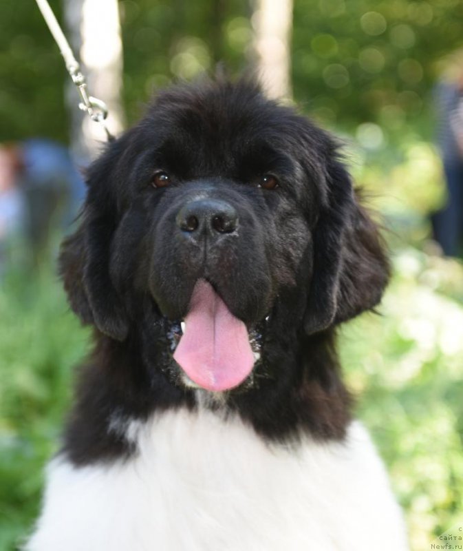 Фото: ньюфаундленд Kloofbears Life Goes on at Sent Djons