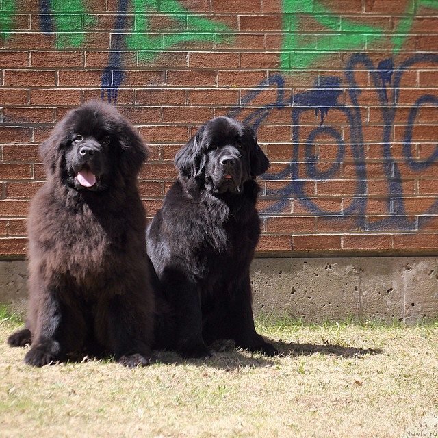 Фото: ньюфаундленд Сент Джонс Мооуринг эт Хомепорт (Sent Djons Mooring at Homeport)