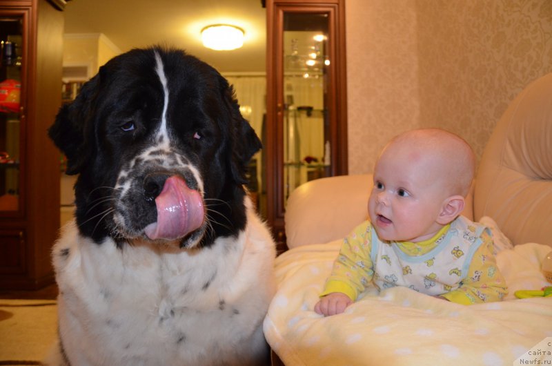 Фото: ньюфаундленд Сент Джонс Виола зе Фловэр (Sent Djons Viola The Flower)