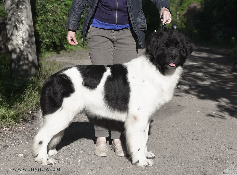 Фото: ньюфаундленд Сент Джонс Инкредибл Лук (Sent Djons Incredible Look)