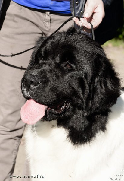 Фото: ньюфаундленд Сент Джонс Инкредибл Лук (Sent Djons Incredible Look)