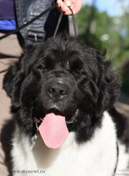 Фото: ньюфаундленд Сент Джонс Инкредибл Лук (Sent Djons Incredible Look)