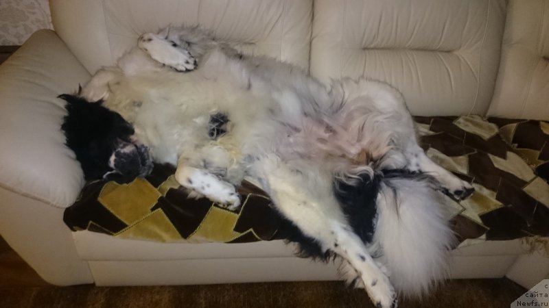 Фото: ньюфаундленд Сент Джонс Виола зе Фловэр (Sent Djons Viola The Flower)